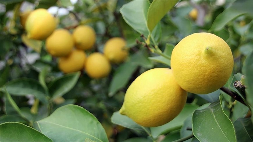 Eylülde en fazla fiyat farkı limonda görüldü: Yüzde 338